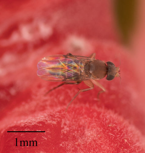 Megaselii Scalaris — Bild 5