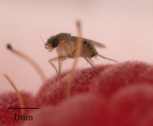 Megaselii Scalaris — Bild 4