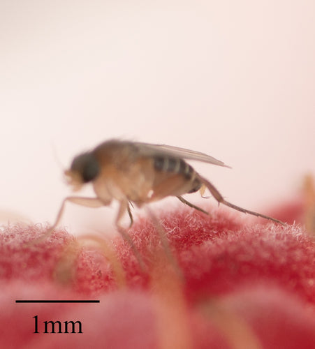 Megaselii Scalaris — Bild 2