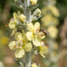 Blüte von Mehlige Königskerze (Verbascum lychnitis) in Nahaufnahme (KI-generiert)