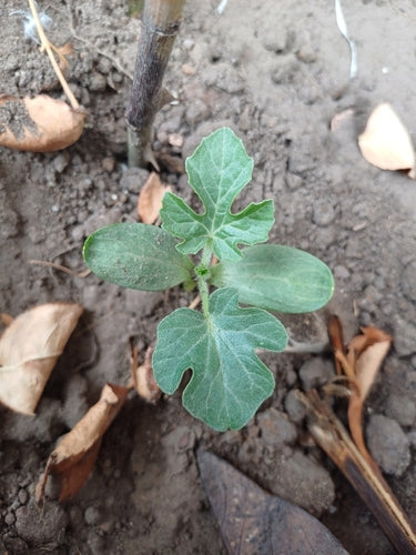 Melony — Bild 2