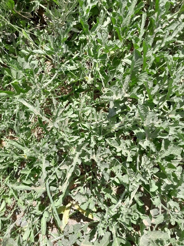 Melony — Bild 5