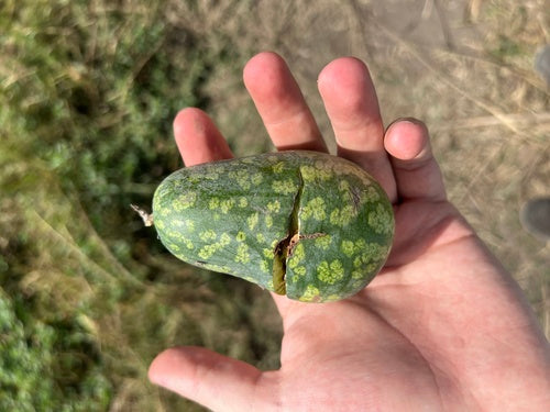 Melony — Bild 1