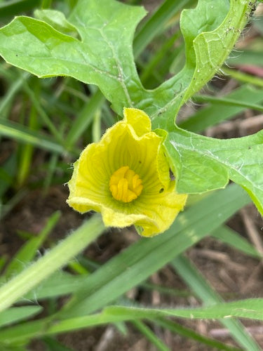 Melony — Bild 4