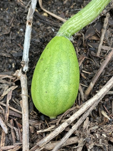 Melony — Bild 3