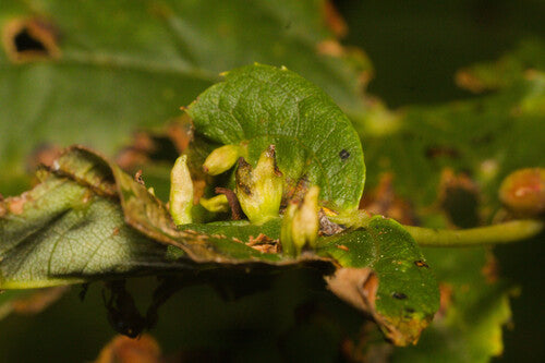Roztocza — Bild 4