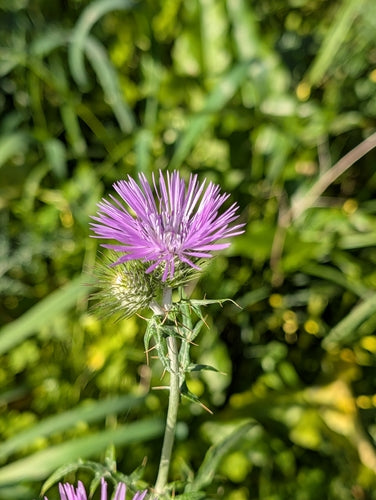 Ostropest — Bild 4