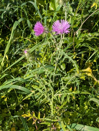 Ostropest — Bild 2