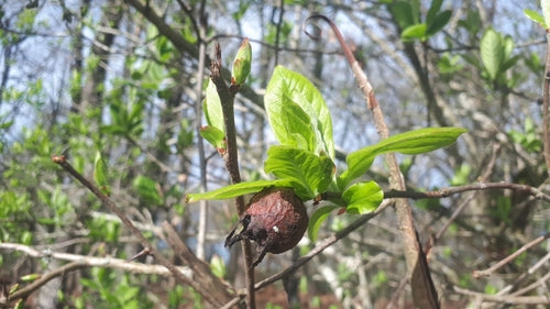 Niesplik — Bild 4