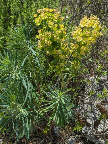 Wilczomlecz śródziemnomorski „Czarny ptak” — Bild 4