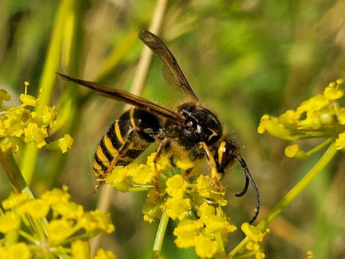 Średnia osa — Bild 5