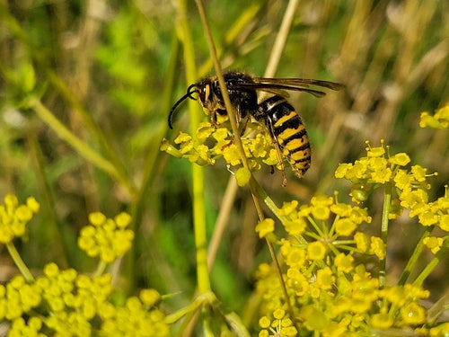 Średnia osa — Bild 4