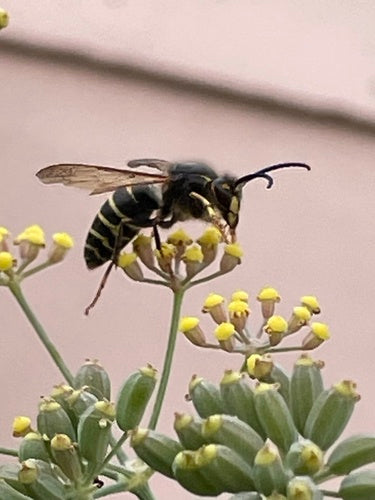 Średnia osa — Bild 3