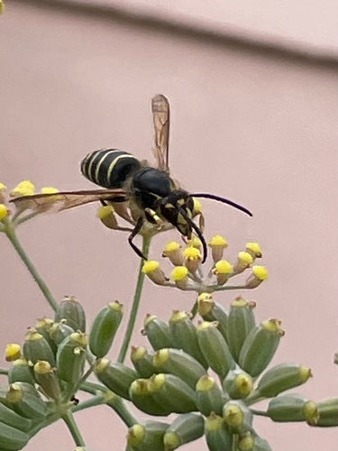 Średnia osa — Bild 2
