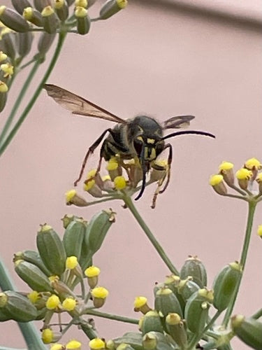 Średnia osa — Bild 1