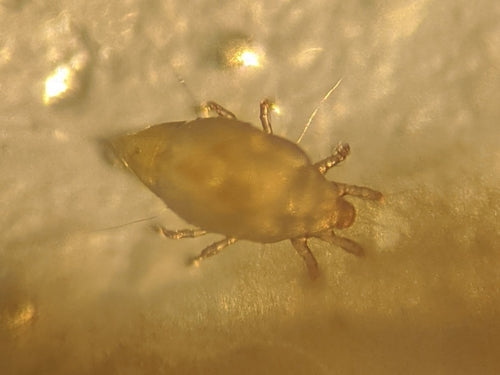roztocze pleśniowe — Bild 5