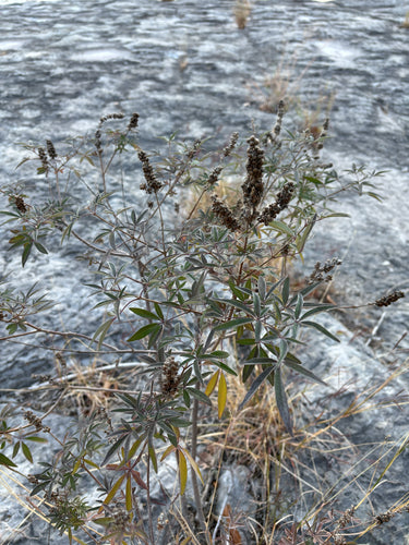 Mnich pieprz — Bild 1