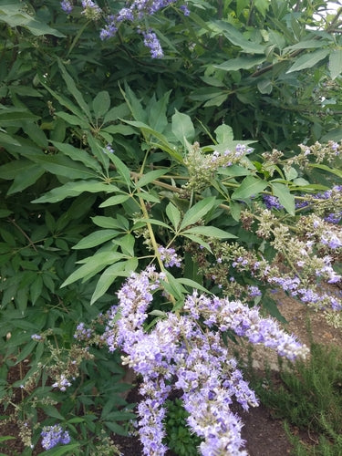 Mnich pieprz — Bild 5