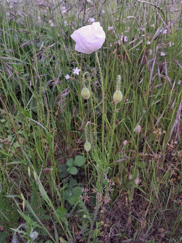 Mak roślina — Bild 3