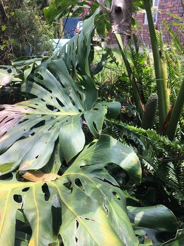 Monstera — Bild 4