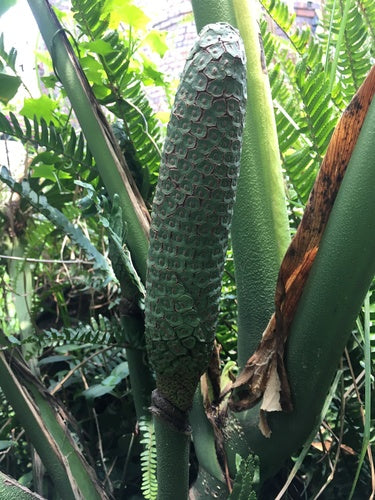 Monstera — Bild 5