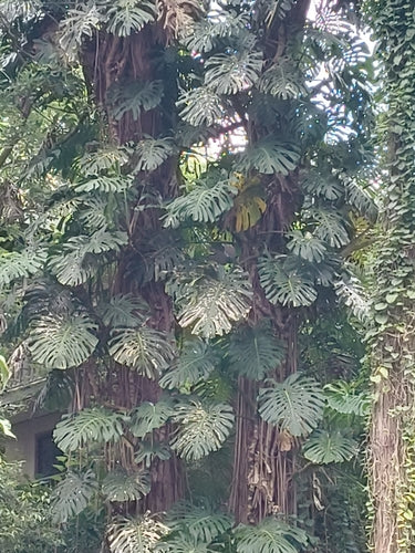 Monstera — Bild 3