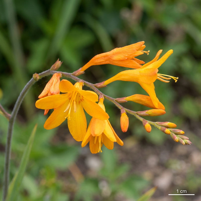 Montbretia