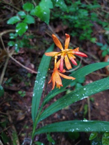 Montbretia — Bild 2