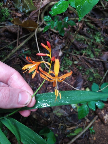Montbretia — Bild 1