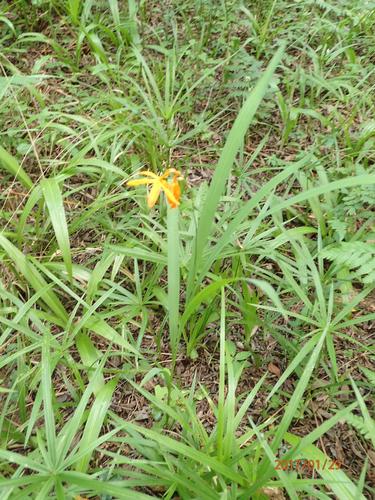 Montbretia — Bild 3