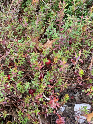 żurawina — Bild 3