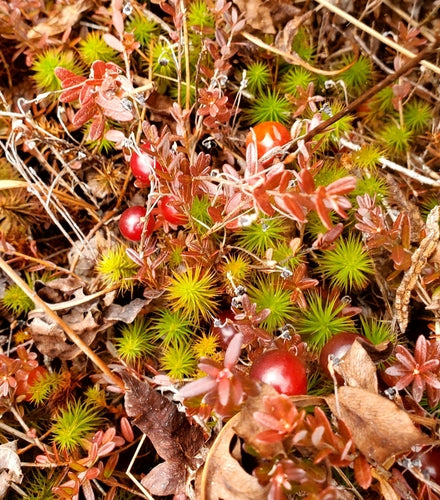 żurawina — Bild 1