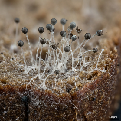 Mucor (pleśń głowy)