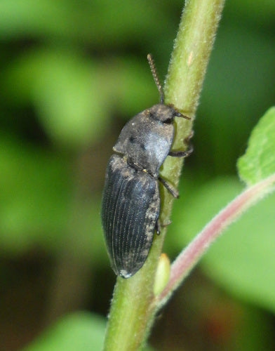 Mucor (pleśń głowy) — Bild 1