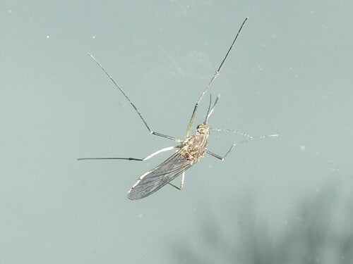 Mücken - Bild 7