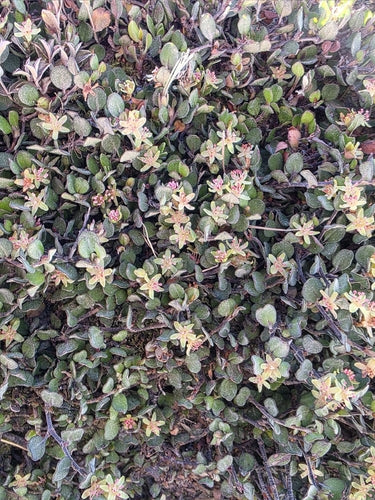 Muehlenbekia — Bild 1