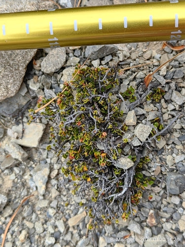 Muehlenbekia — Bild 3