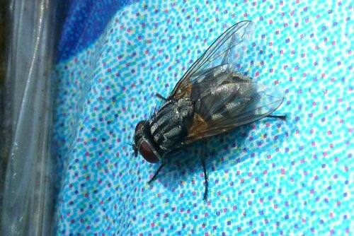 Musca jesienna — Bild 5