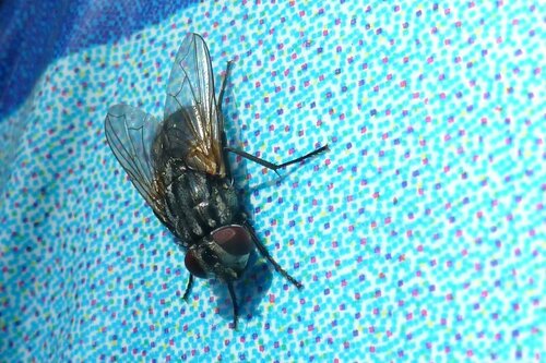 Musca jesienna — Bild 4