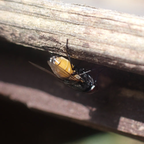 Musca jesienna — zdjęcie 3 z 9