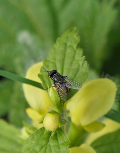 Musca jesienna — Bild 3
