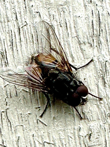 Musca jesienna — zdjęcie 2 z 9
