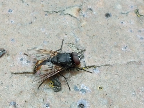 Musca jesienna — Bild 2