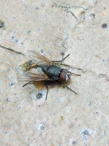 Musca jesienna — Bild 1