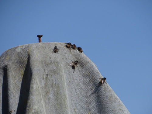 Musca jesienna — zdjęcie 5 z 9