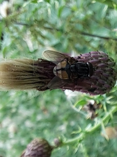 Musca jesienna — zdjęcie 4 z 9