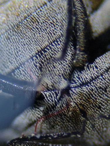 Museums- oder Kabinettkäfer - Bild 6