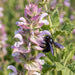 Blüte von Muskateller-Salbei (Salvia sclarea) in Nahaufnahme (KI-generiert)