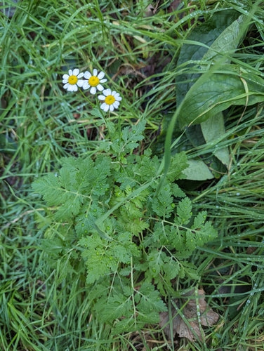 Gorączka — Bild 5