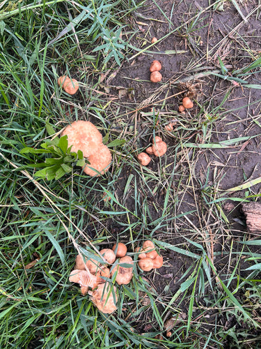 Oszustwo goździkowe — Bild 5